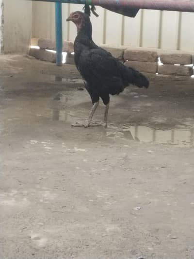 aseel Murga or mergi for sale pair