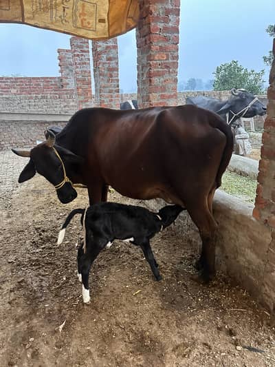 Pure Sahiwal Cross waletan Sath Wacha Urgent Sale