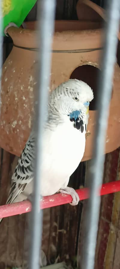 exhibition pair healthy and active ready to breed