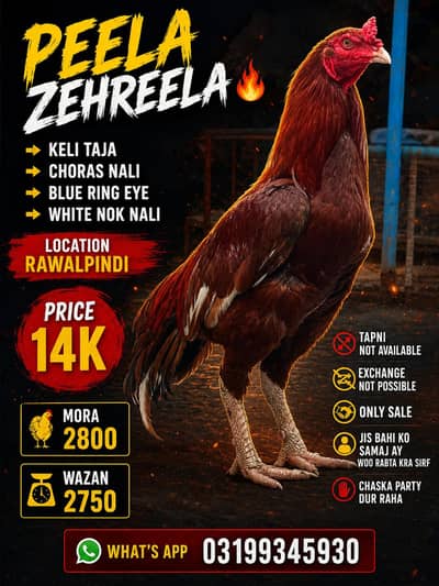 Keli Taja Peela Zehreela