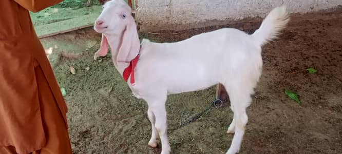 Pair Female Goats