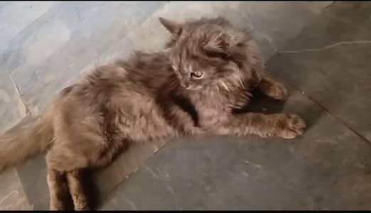 grey Persian cat long coat