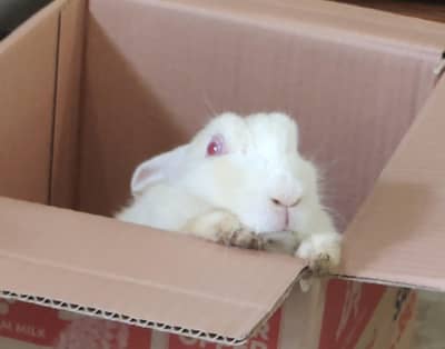 Breeder Male And Female Red Eye Rabbits