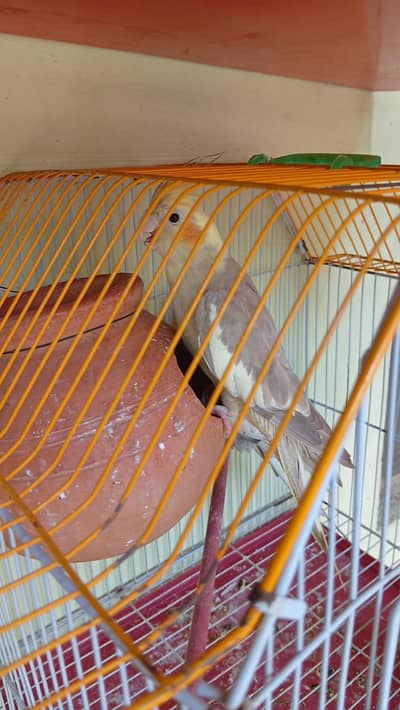 For sale