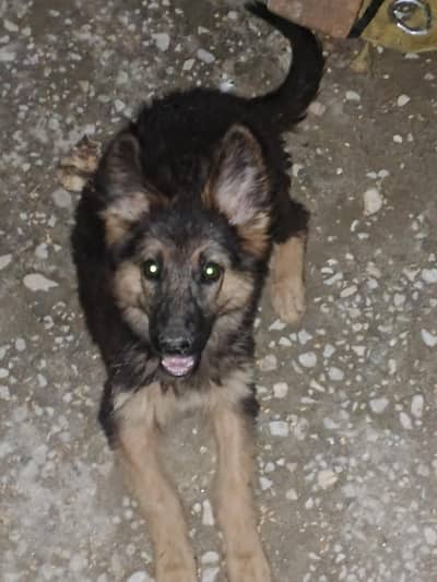 German Shepherd