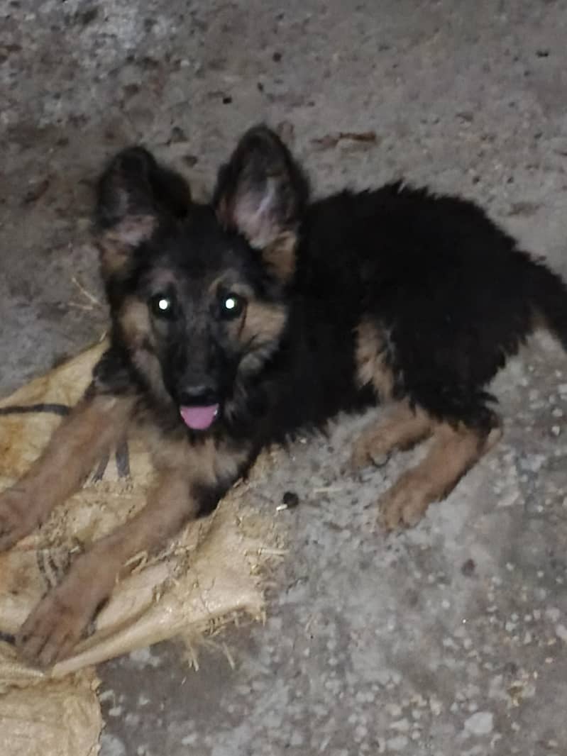 German Shepherd 1