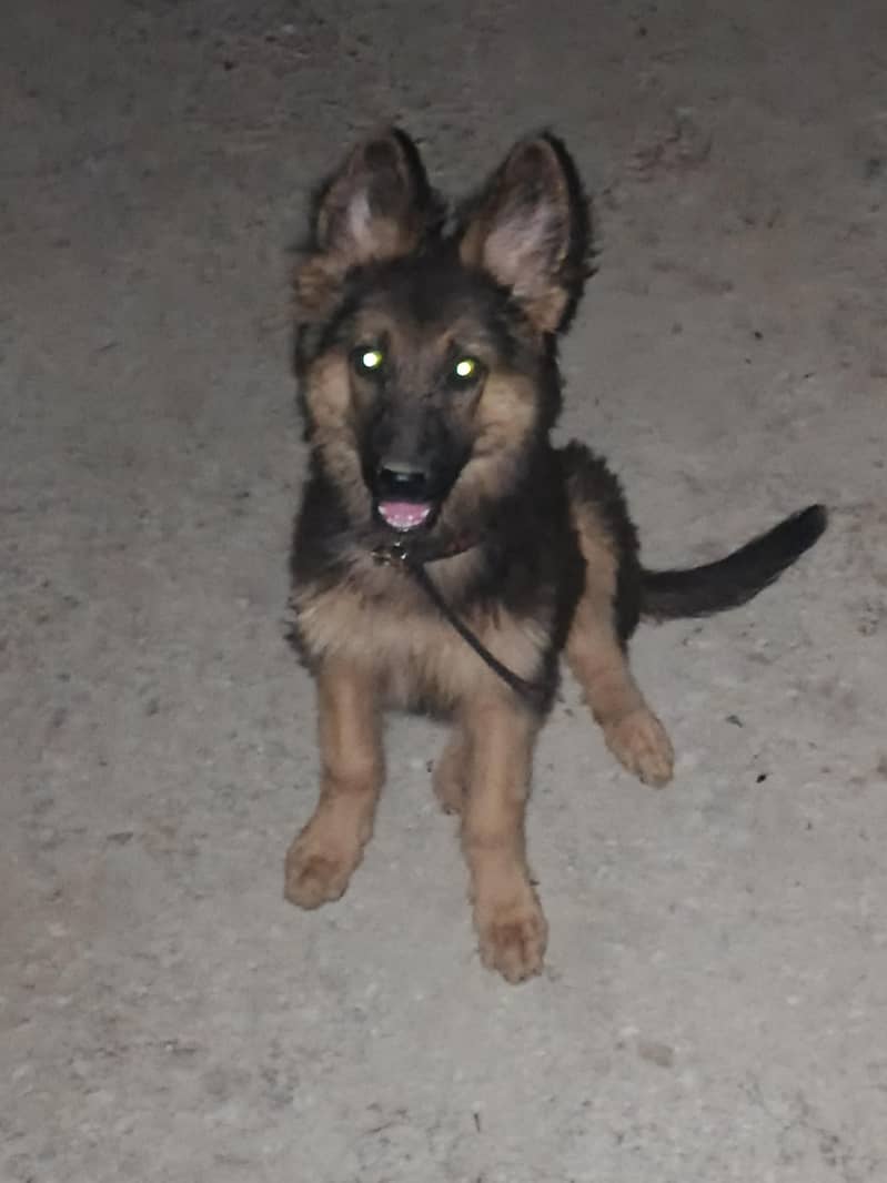 German Shepherd 2
