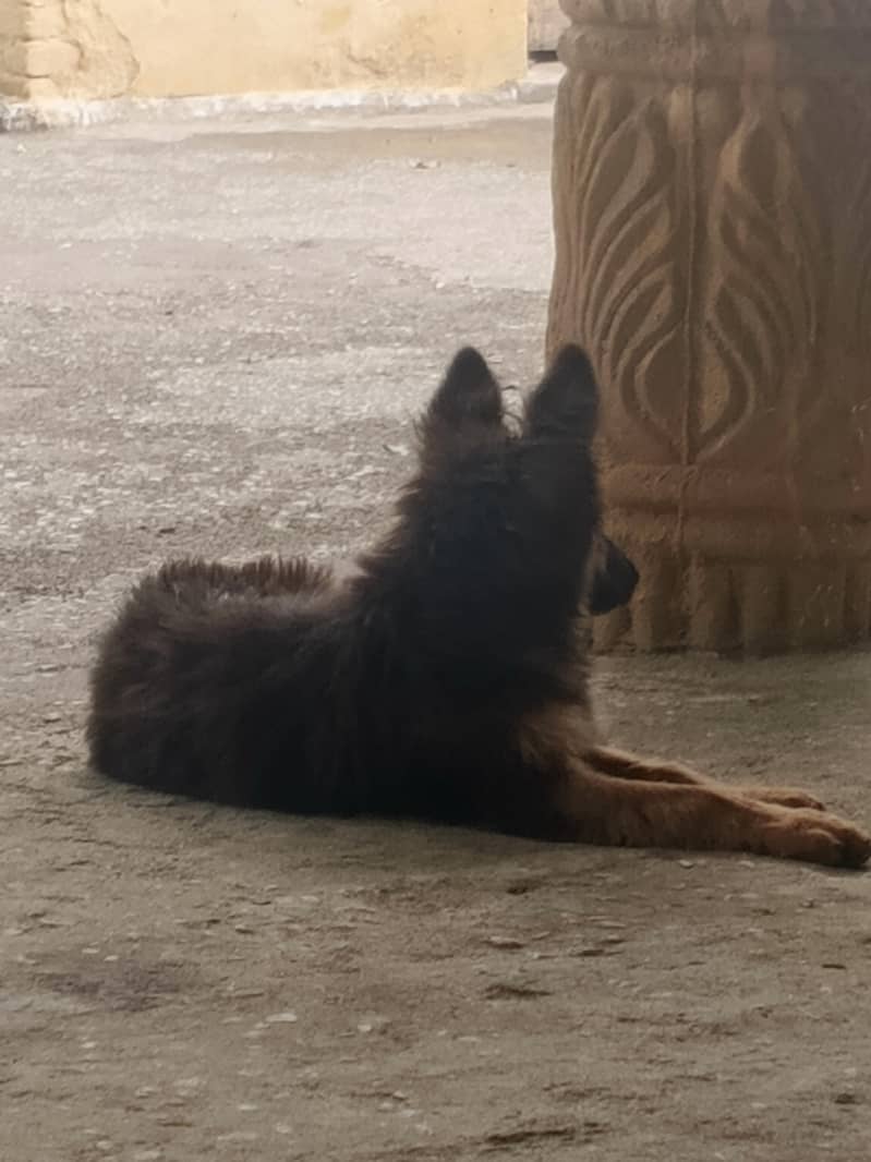 German Shepherd 3