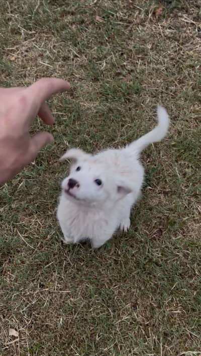 Puppy dog