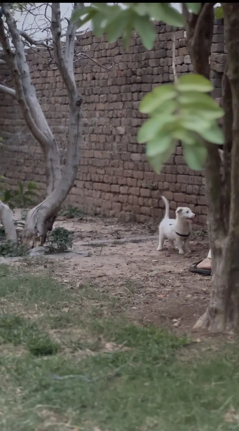 Puppy dog — photo 3