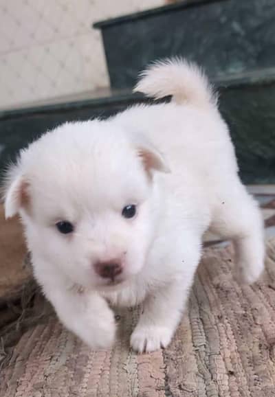 indian splitz breed