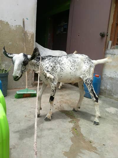 Bakra teddy barbari for sale