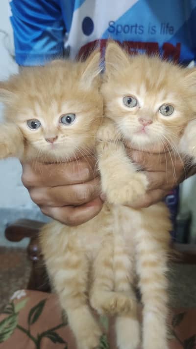 catss