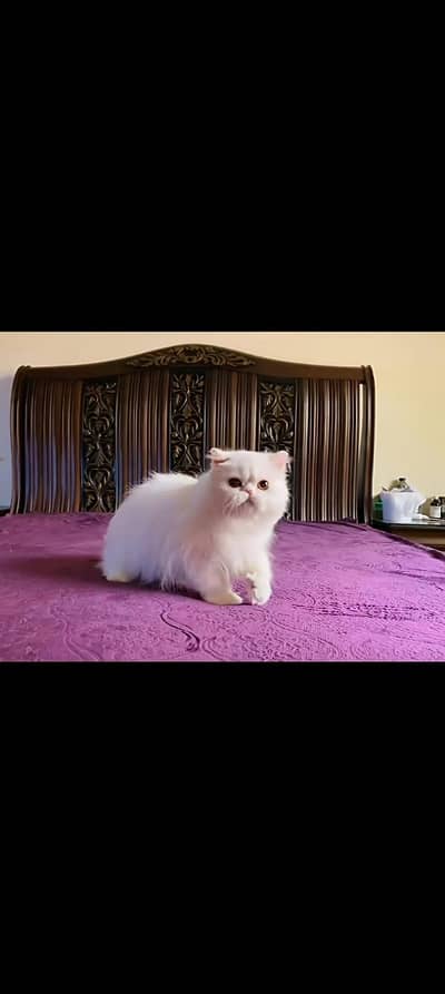 Piki Female CFA Blood line, Best Quality,