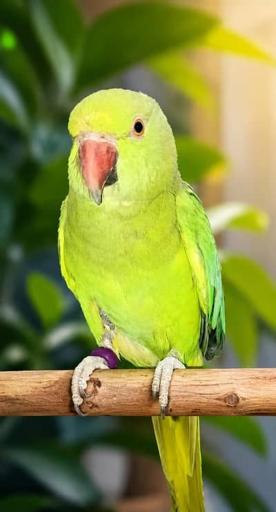 Healthy Female Alexandrine Parrot – Proven Breeder
