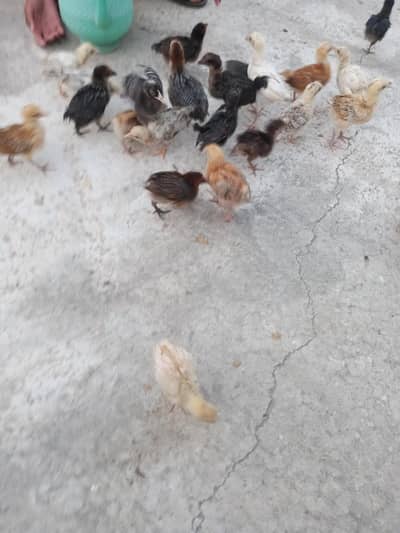 chiks for sale