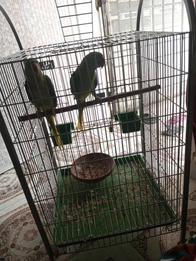 raw patot