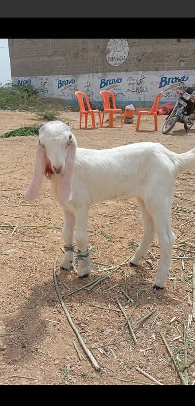Gulabi cross white bacha 2.5 month age Male. active and healthy
