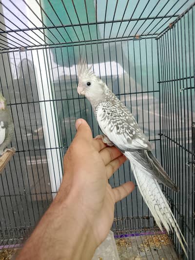 parrot for sale