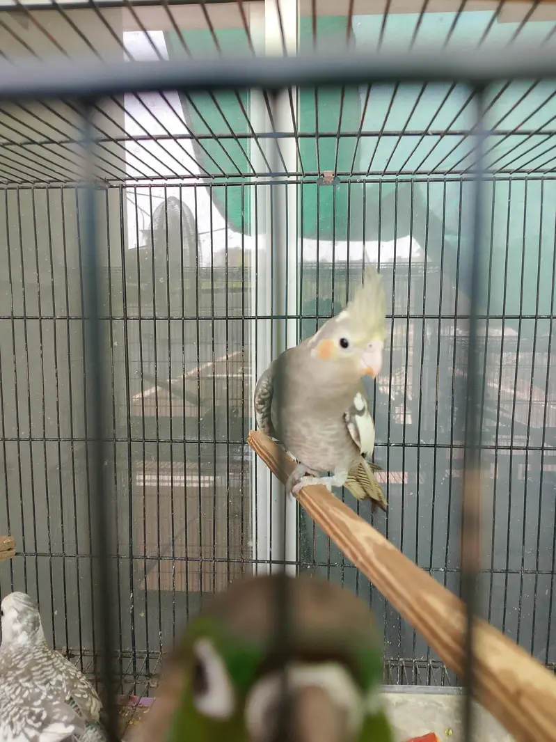 parrot for sale — photo 2