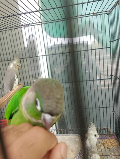 parrot for sale