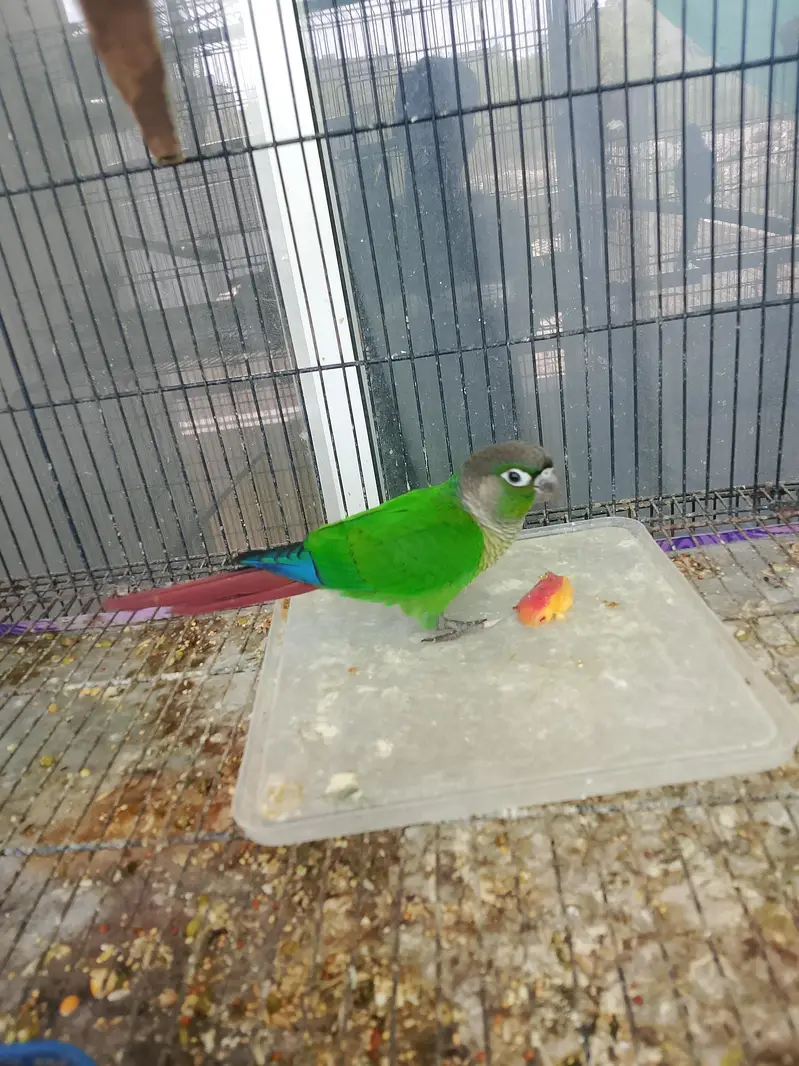 parrot for sale — photo 5