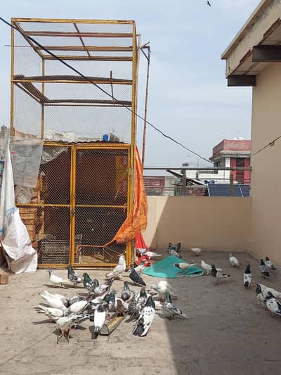 cage for sale