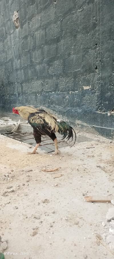 jawa nasal hai piwar