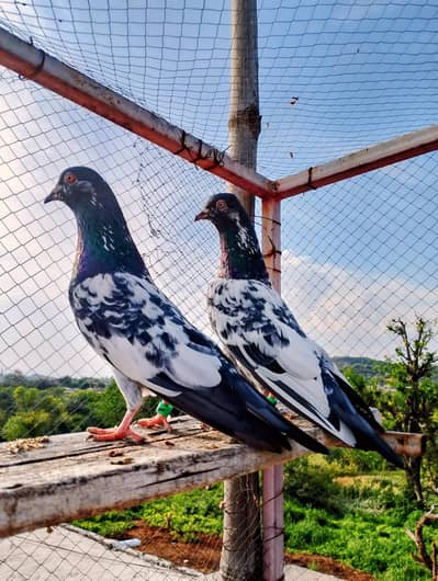 dub walay 2 male for sale han
