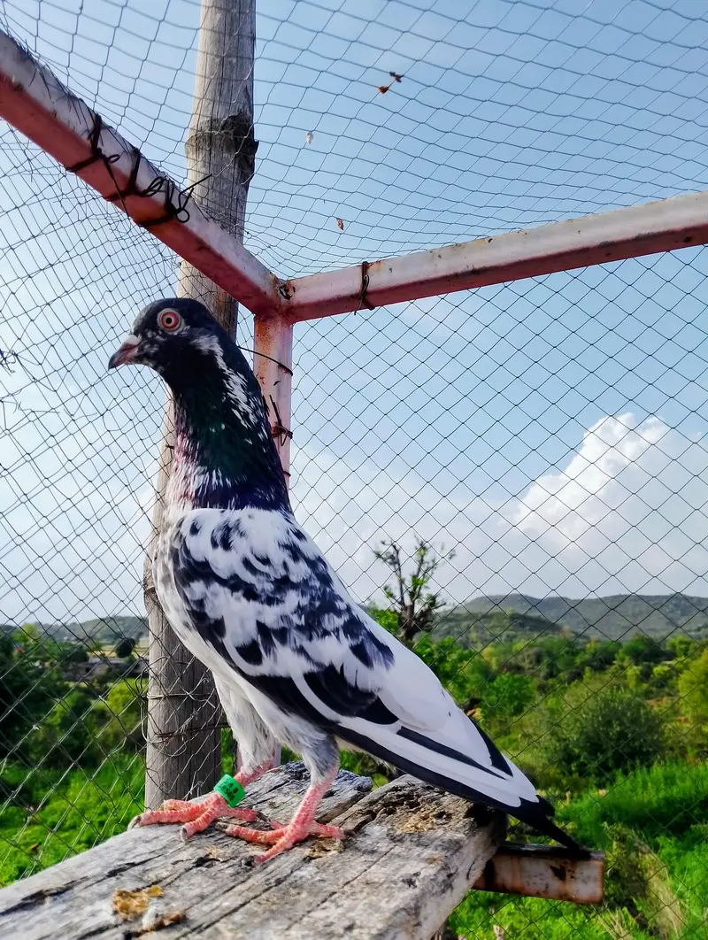dub walay 2 male for sale han — photo 2
