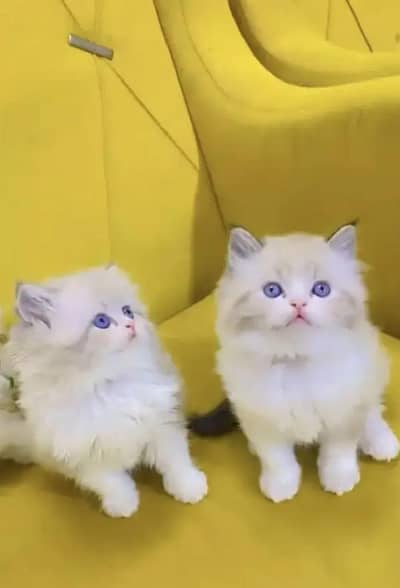 Persian female kitten for sale 0348_9629855 Whatsapp number