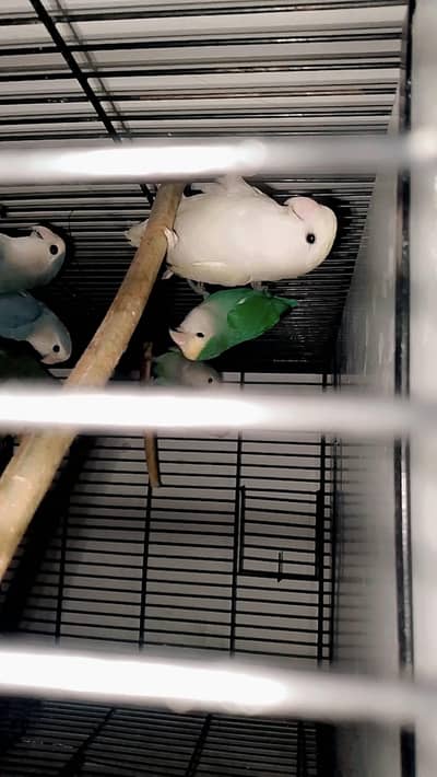 lovebrid