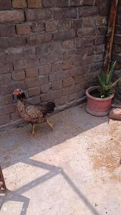 desi murghi , golden misri murghi 6 chozey desi