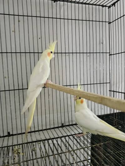 coman wait coctail confrem pair ha price full and final ha