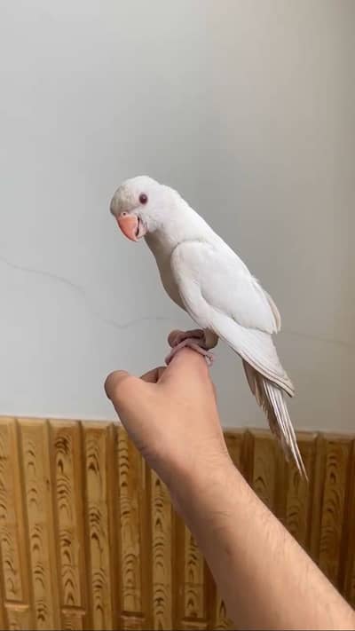 Parrot fullytamed fly tamed