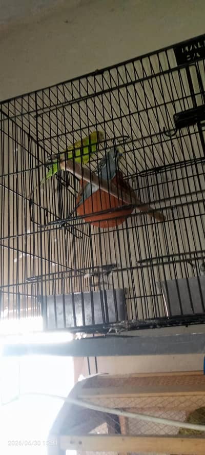 home parrot