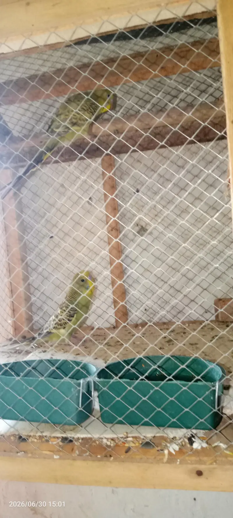 home parrot — photo 2