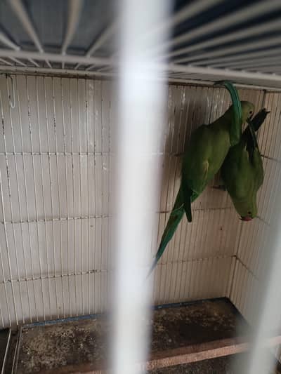 pahari parrot