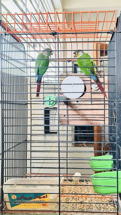 conure confirm breeder pair availble for sell
