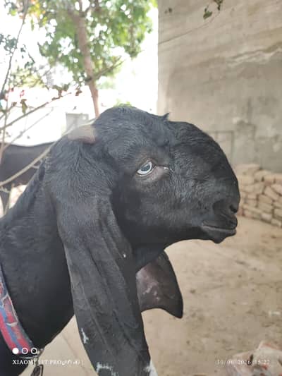 Bakri for urgent sale (path)