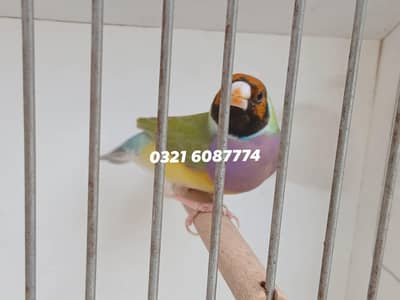 LADY GOULDIAN FINCHES SPANISH SATINE BRUNO CLASSIC