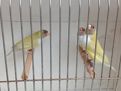 finches gouldian  satine/bruno/classic/spanish