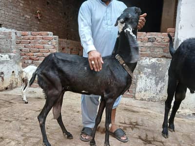 barhi bakri or Kuch bachay for sale