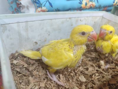 birds