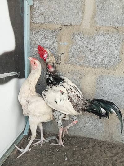 Pure Breeder Aseel Rooster for Sale
