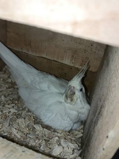 Mix Cocketails breed pair