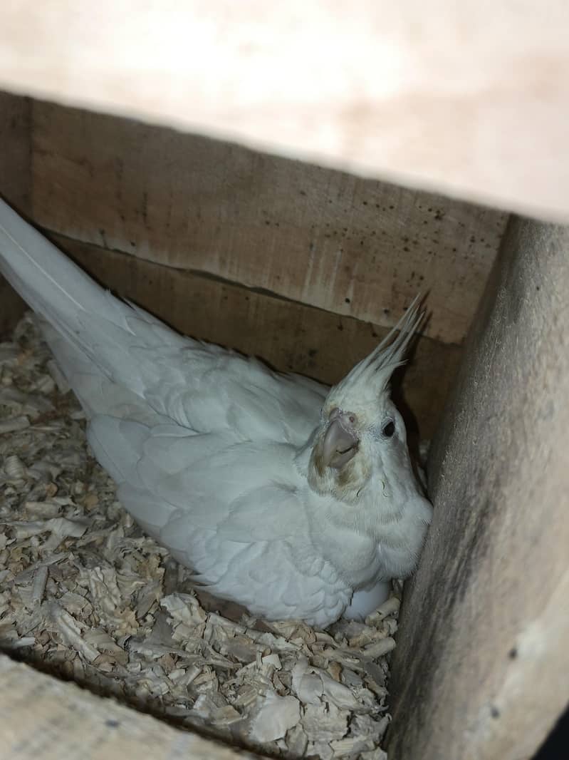 Mix Cocketails breed pair 0