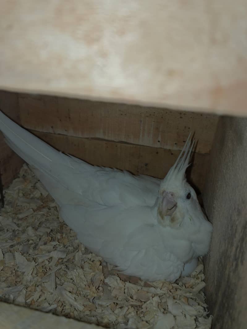 Mix Cocketails breed pair 1