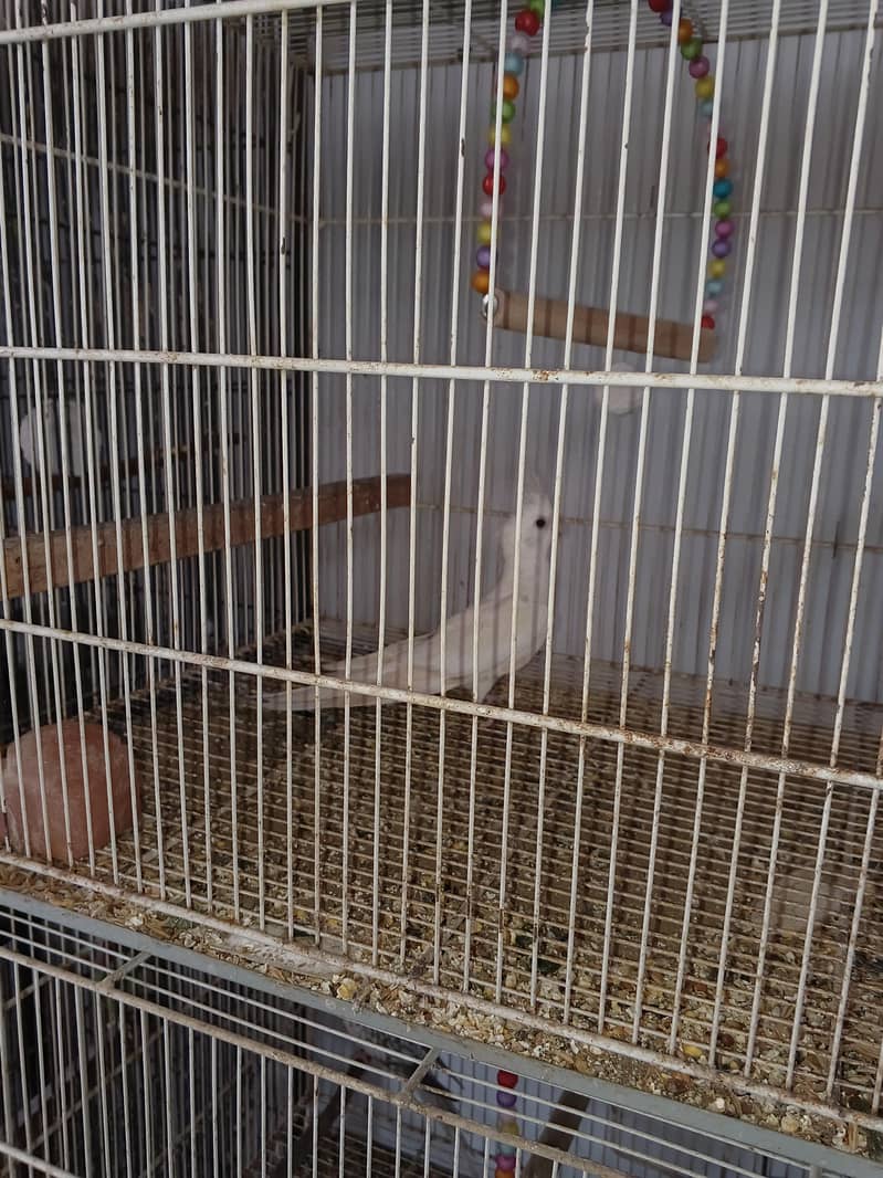 Mix Cocketails breed pair 2