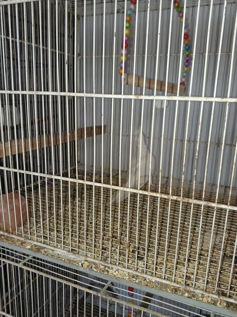 Mix Cocketails breed pair 3